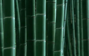 绿色竹林 第一辑_2