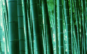 绿色竹林 第一辑_3
