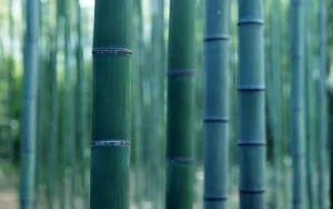 绿色竹林 第一辑_5