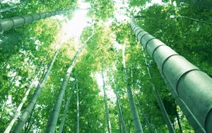 绿色竹林 第一辑_6