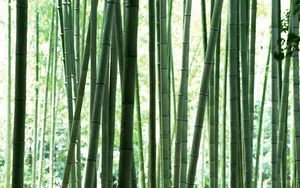 绿色竹林 第一辑_8