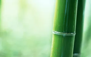 绿色竹林 第一辑_10