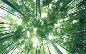 绿色竹林 第一辑_12