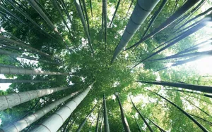 绿色竹林 第一辑_13