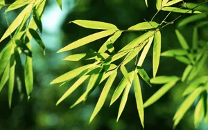 绿色竹林 第一辑_14