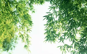 绿色竹林 第一辑_15