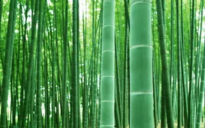 绿色竹林 第一辑_16
