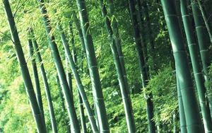 绿色竹林 第一辑_18