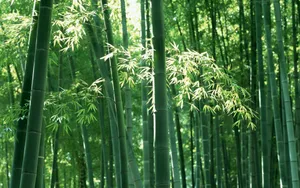 绿色竹林 第一辑_19