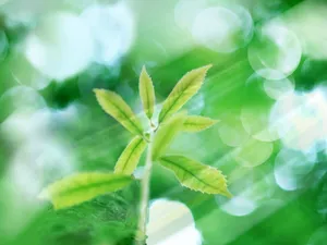 绿叶合成 第二辑_6
