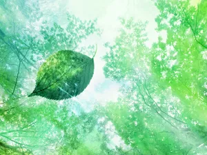 绿叶合成 第二辑_8