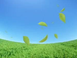 绿叶合成 第二辑_10