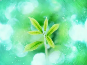 绿叶合成 第二辑_13