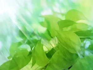 绿叶合成 第二辑_14