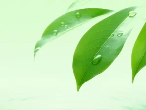 绿叶合成 第二辑_16