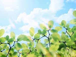 绿叶合成 第一辑_3