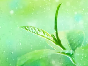 绿叶合成 第一辑_4