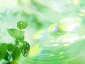 绿叶合成 第一辑_5