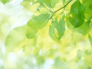 绿叶合成 第一辑_6