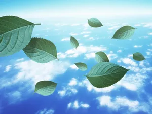 绿叶合成 第一辑_15