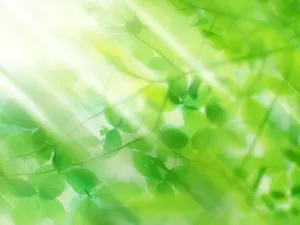 绿叶合成 第一辑_16