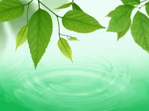 绿叶合成 第一辑_19