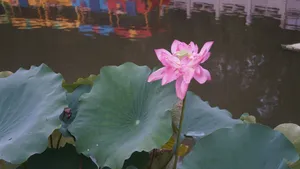 荷花摄影图片_1