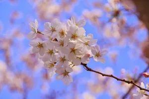 日本唯美粉色樱花图片_1