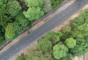 树林里的公路图片第张