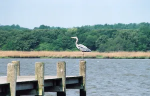 深入水中的孤单栈桥图片第张