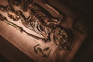 人体骨架标本图片第1张
