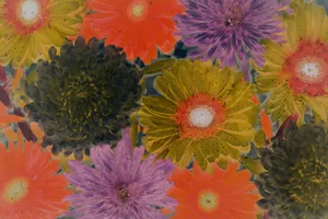 菊花水彩画图片_1