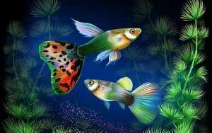 观赏鱼绘画图片_1