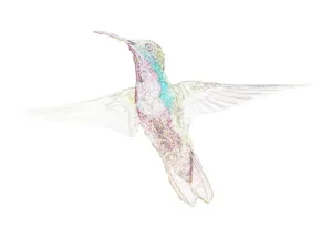 蜂鸟手绘图片