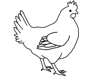 鸡的简笔画图片_1