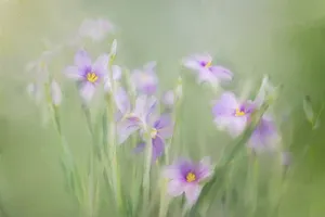 植物水彩画图片_1