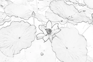 素描荷花图片_1