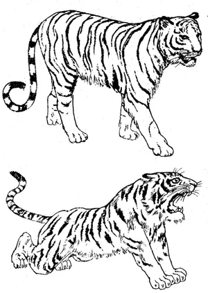 东北虎线描画图片_1