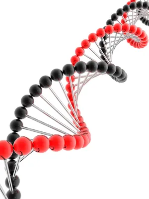 dna双螺旋结构图片_1