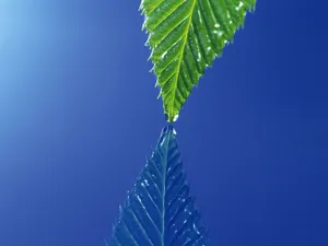 绿叶写真 第四辑_19