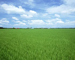 田野麦浪 第一辑_6