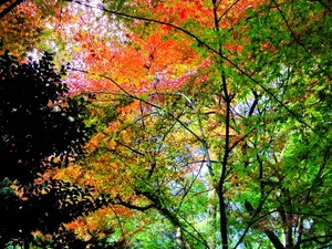 枫叶秋叶 第二辑