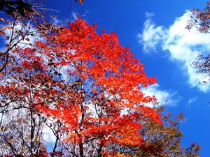枫叶秋叶 第二辑_2