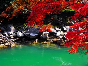 枫叶秋叶 第二辑_6