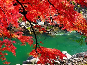 枫叶秋叶 第二辑_7