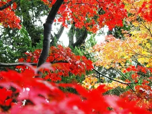 枫叶秋叶 第二辑_19
