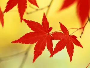枫叶秋叶 第一辑_4