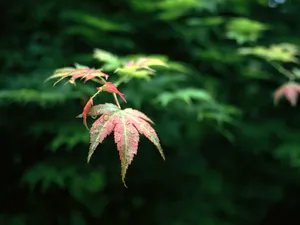 枫叶秋叶 第一辑_8