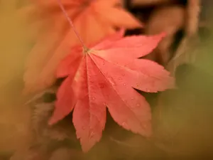 枫叶秋叶 第一辑_12