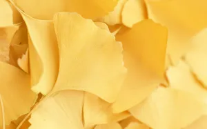 1680花朵背景 第四辑_11